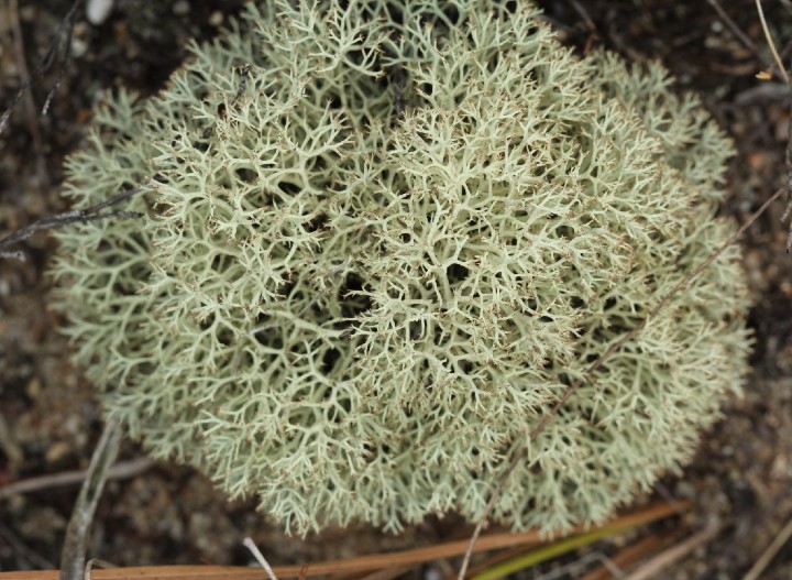 Reindeer Lichen